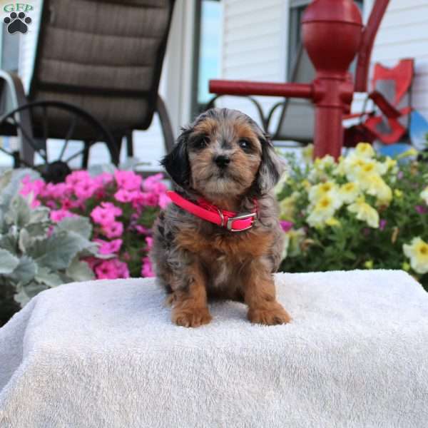 Fiona, Miniature Poodle Puppy