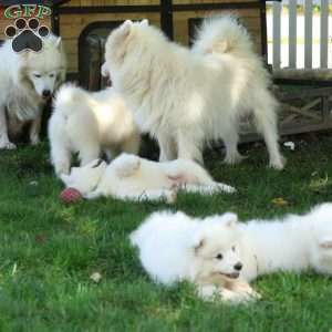 Bear, Samoyed Puppy