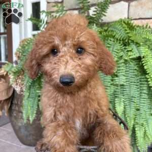Franky, Mini Goldendoodle Puppy