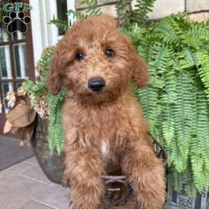 Franky, Mini Goldendoodle Puppy