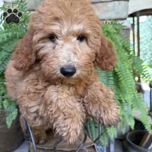 Daisy, Mini Goldendoodle Puppy