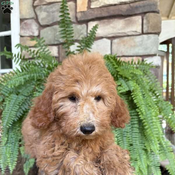 Daisy, Mini Goldendoodle Puppy