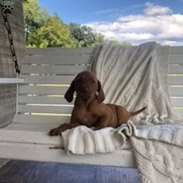 Penny, Vizsla Puppy