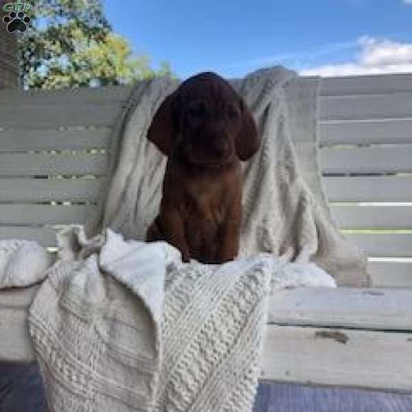 Goldie, Vizsla Puppy