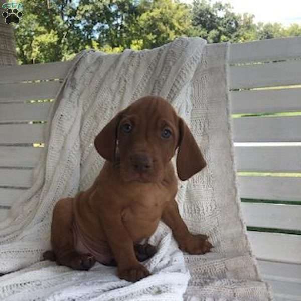 Hadassa, Vizsla Puppy