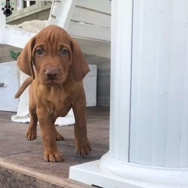 Copper, Vizsla Puppy