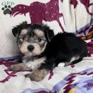 Demi, Morkie / Yorktese Puppy