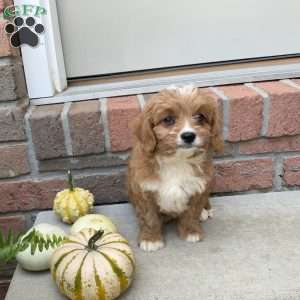 Sadie, Cavapoo Puppy