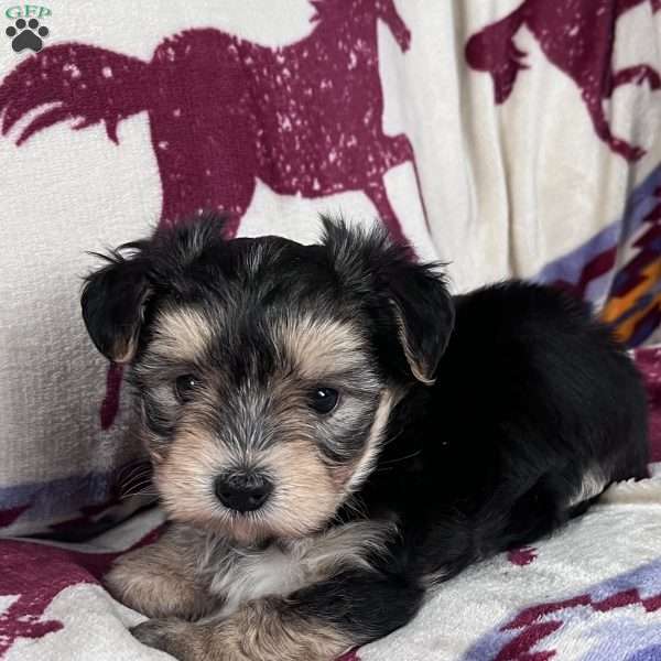 Demi, Morkie / Yorktese Puppy