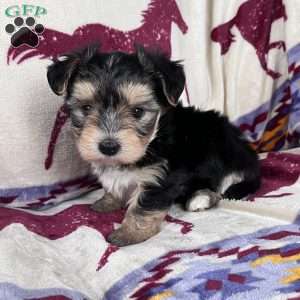 Demi, Morkie / Yorktese Puppy