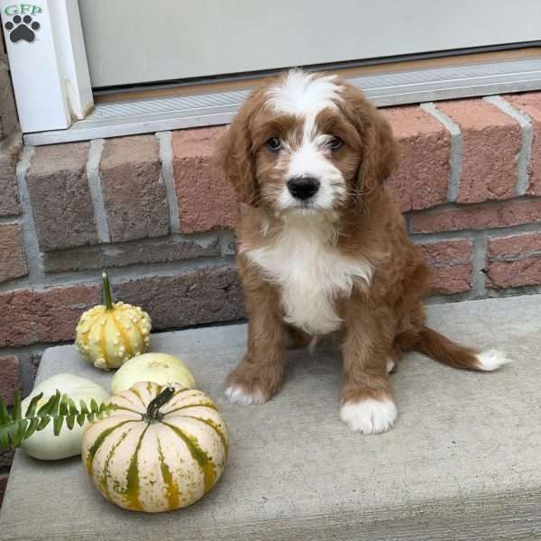 Simon, Cavapoo Puppy