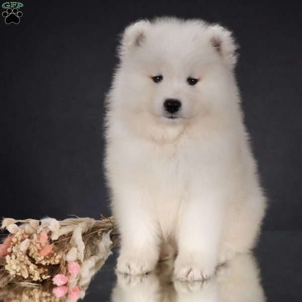 Brynn, Samoyed Puppy