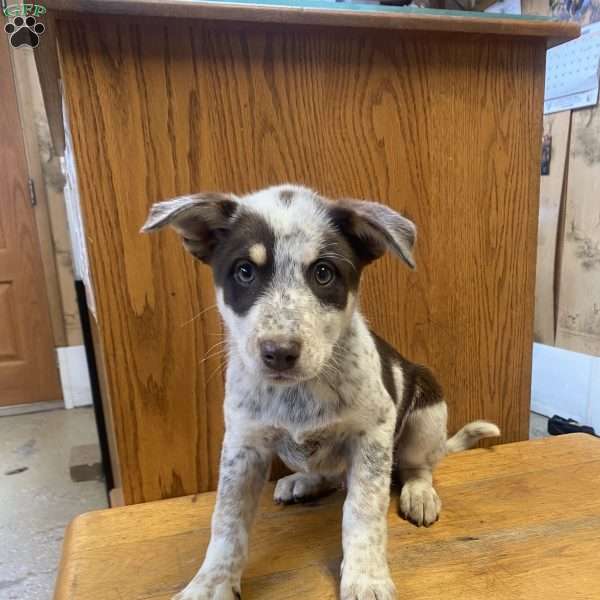 Rover, Australian Shepherd Mix Puppy