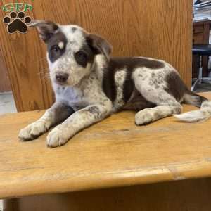 Rover, Australian Shepherd Mix Puppy