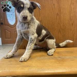 Rover, Australian Shepherd Mix Puppy
