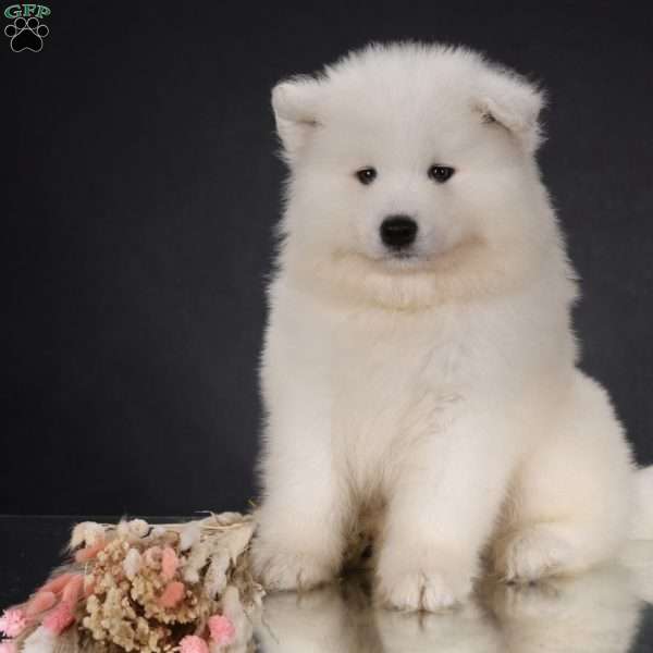 Bear, Samoyed Puppy