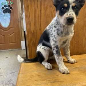 Freddy, Australian Shepherd Mix Puppy