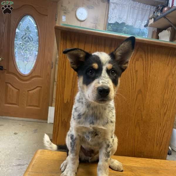Freddy, Australian Shepherd Mix Puppy