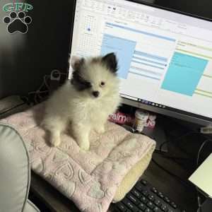 Cooper, Pomeranian Puppy
