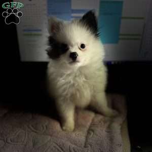 Cooper, Pomeranian Puppy