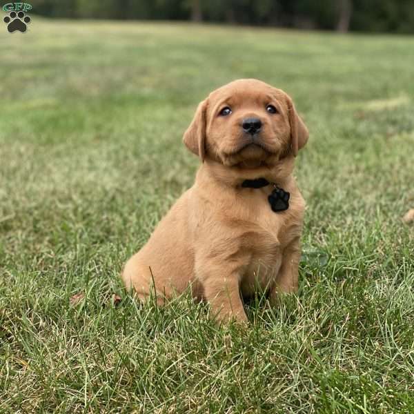 Max, Fox Red Labrador Retriever Puppy