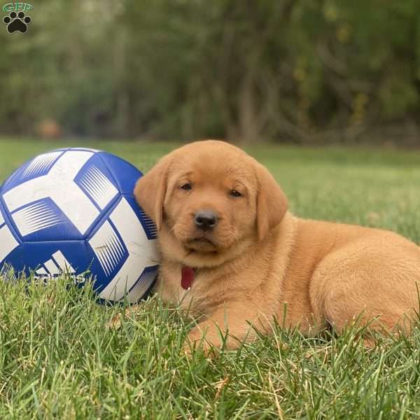 Harper, Fox Red Labrador Retriever Puppy