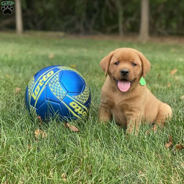 Copper, Fox Red Labrador Retriever Puppy