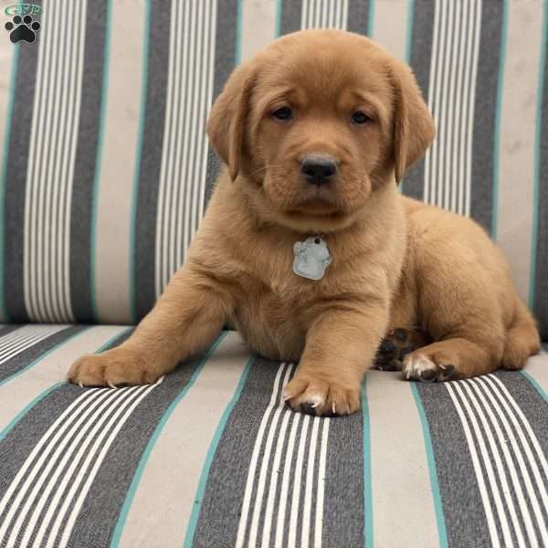 Axel, Fox Red Labrador Retriever Puppy