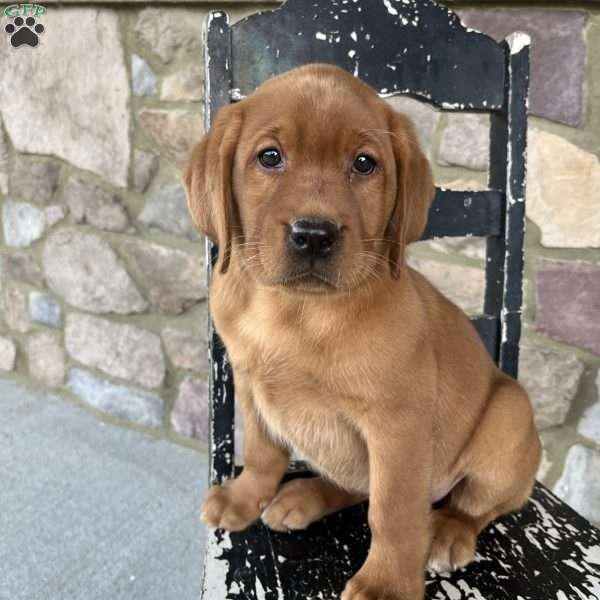 Summit, Fox Red Labrador Retriever Puppy