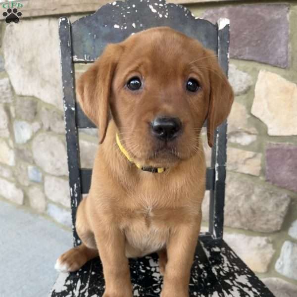 Aspen, Fox Red Labrador Retriever Puppy