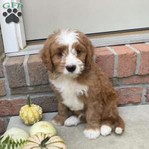 Simon, Cavapoo Puppy