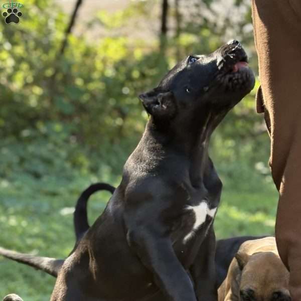 Katana, Presa Canario Puppy