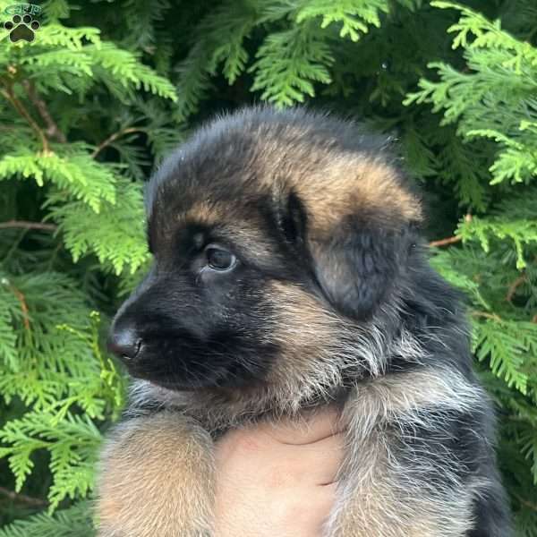Molly, German Shepherd Puppy