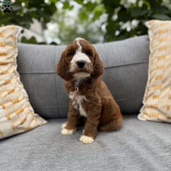 Thursday, Irish Doodle Puppy