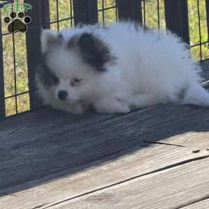Cooper, Pomeranian Puppy