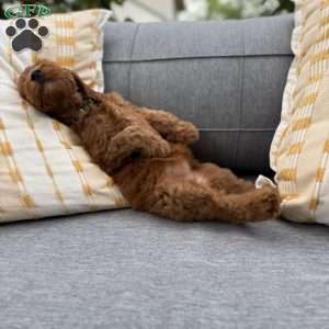 Wednesday, Irish Doodle Puppy