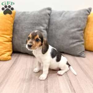 Mindy, Beagle Puppy