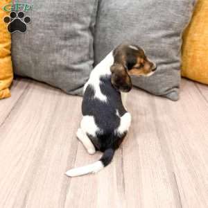 Mindy, Beagle Puppy
