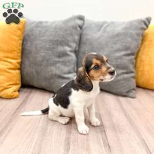 Mindy, Beagle Puppy