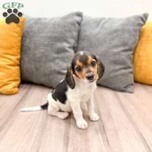 Mindy, Beagle Puppy