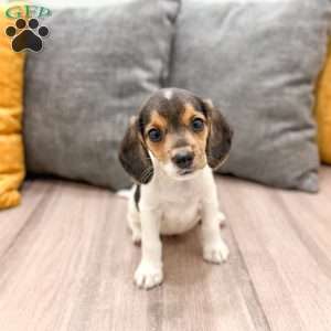 Mindy, Beagle Puppy