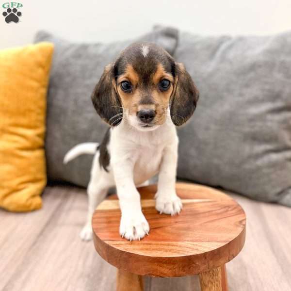 Mindy, Beagle Puppy