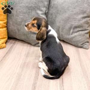 Lindsey, Beagle Puppy