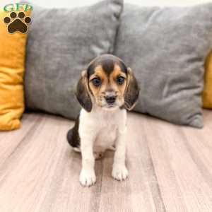 Lindsey, Beagle Puppy