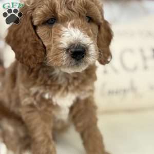Cooper, Standard Poodle Puppy