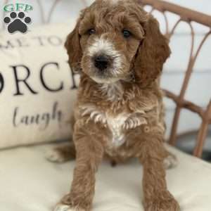 Cooper, Standard Poodle Puppy