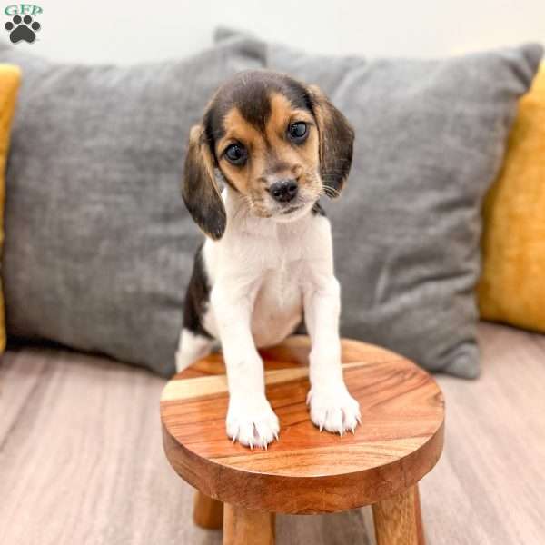 Lindsey, Beagle Puppy