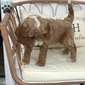 Cooper, Standard Poodle Puppy