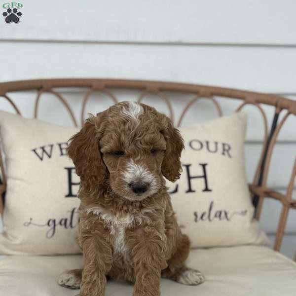 Cooper, Standard Poodle Puppy