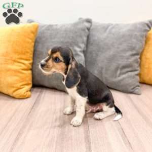 Zeke, Beagle Puppy